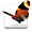Adobe InDesign